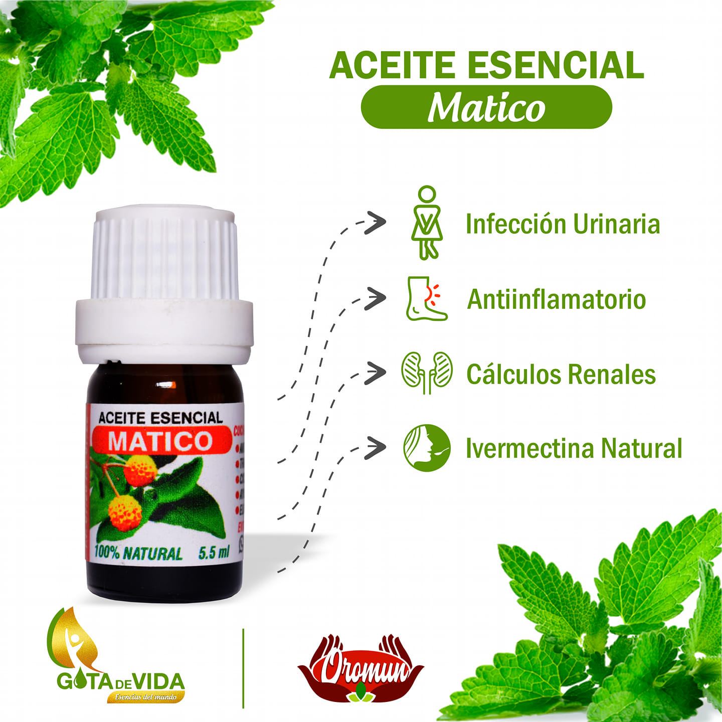 Aceite Matico