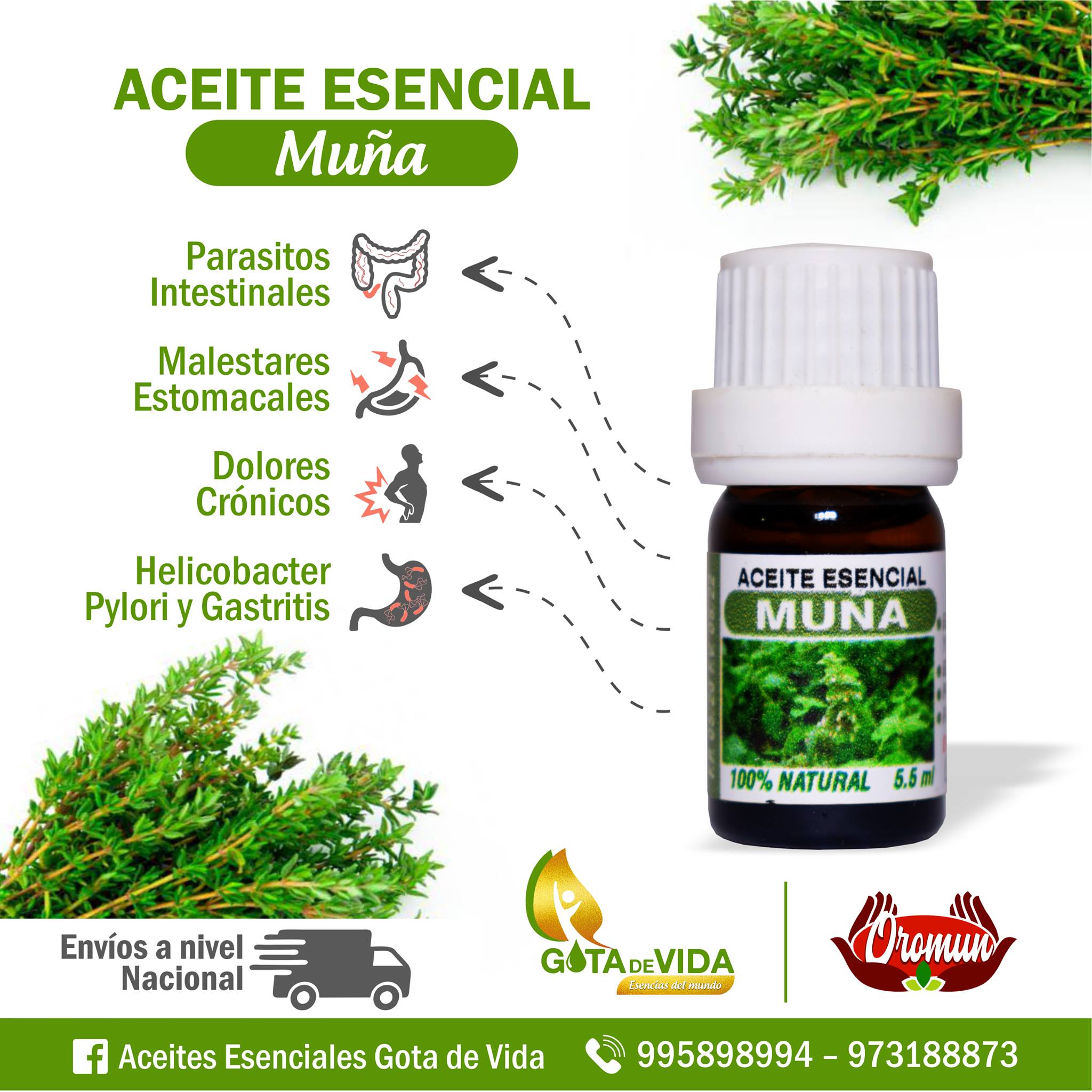 Aceite Muña
